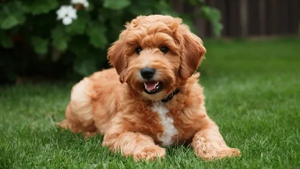 Teddy-Bear-Mini-Goldendoodle